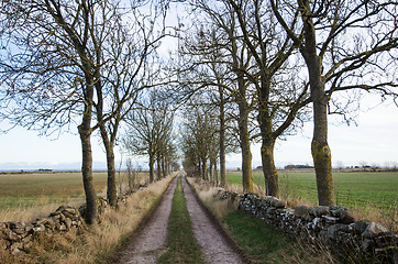 Image showing Alley by a country road