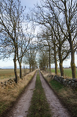 Image showing Country road lined by trees