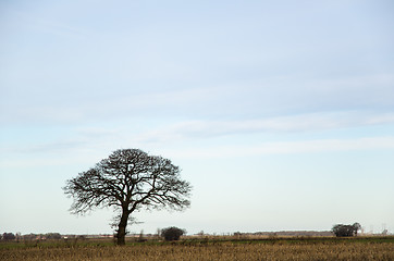 Image showing Lone bare tree