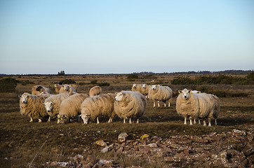 Image showing Flock of grazing sheeps