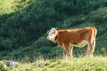 Image showing Highlands Alpine pasture with fresh grass and Hereford breed cow