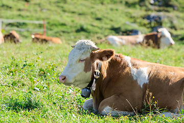 Image showing Herd of Hereford breed cows lying on sunshine Alpine pastureland