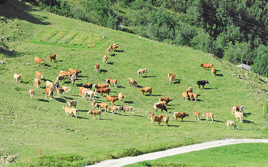 Image showing Herd of cattle grazing on sunlit spring highlands Alpine grassla