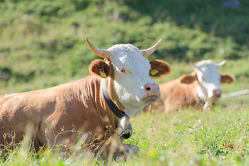 Image showing Bulls of Hereford breed lies on sunny highlands Alpine pasture