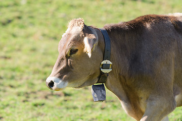 Image showing Brown Swiss breed cow grazing on Alpine slopes