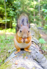 Image showing Squirrel sitting on a log and eating a nut