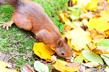 Image showing Squirrel eating a nut in autunm