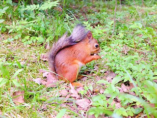 Image showing Small squirrel eating a nut on a ground