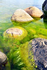 Image showing Green seaweed and coastal rocks environment