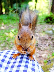 Image showing Cute squirrel eating a nut, closeup