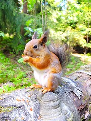Image showing Cute squirrel eating in a forest