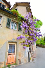 Image showing Old house and lilac bush in Lucerne