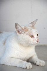 Image showing Portrait of white cat