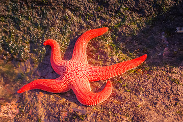 Image showing Seastar in Chile