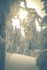 Image showing Trees with heavy snow