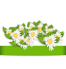Image showing Beautiful Flowers Camomile with Shadows on White Background