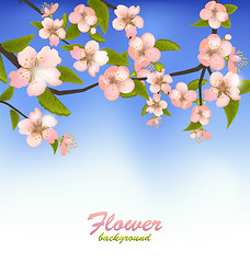 Image showing Spring Background of a Blossoming Tree Branch with Flowers