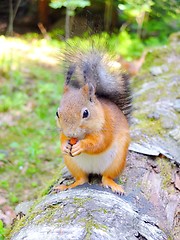 Image showing Cute squirrel eating a nut, summer fur