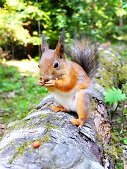 Image showing Cute squirrel eating a nut, closeup