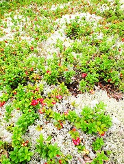 Image showing Lingonberries and moss