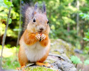 Image showing Squirrel eating a nut closeup