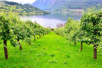 Image showing Apple orchard