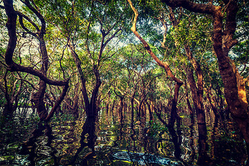 Image showing Flooded trees in mangrove rain forest