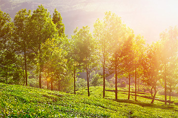 Image showing Tea plantations in morning