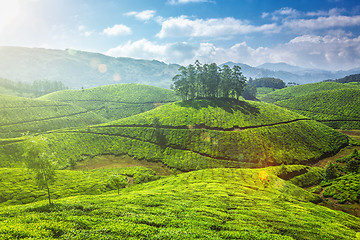 Image showing Tea plantations in Kerala, India