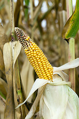 Image showing ripe corn, autumn