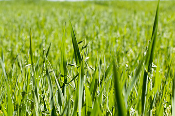 Image showing Field with cereal