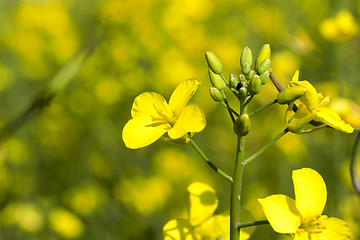 Image showing yellow flower rape