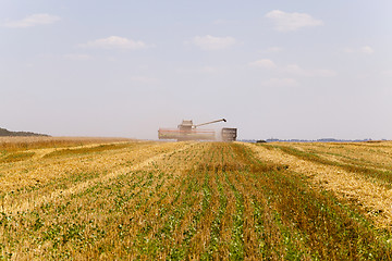 Image showing harvesting cereals in field
