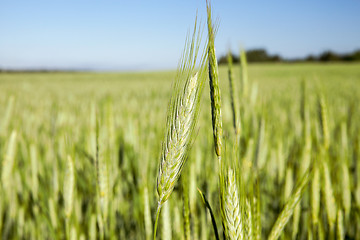 Image showing Field with cereal