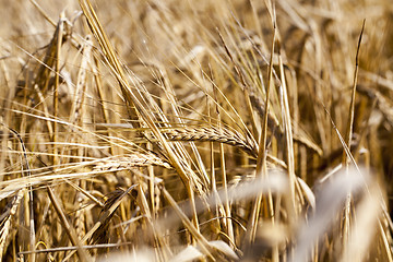 Image showing mature cereal, close-up