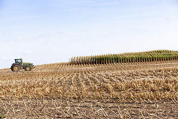 Image showing harvested mature corn