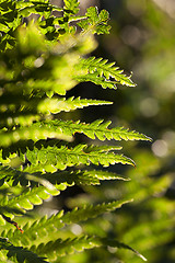 Image showing green fern close up