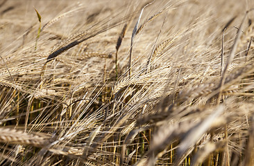 Image showing ripening cereals in the field