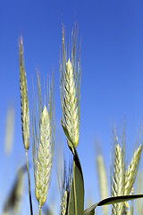 Image showing field with cereals