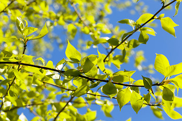 Image showing linden leaves, spring