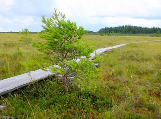 Image showing Duckboards at Torronsuo National Park, Finland