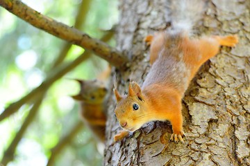 Image showing Two squirrels running in a tree