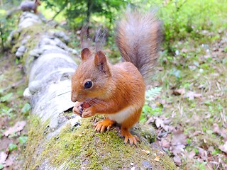 Image showing Cute squirrel eating a nut, summer fur