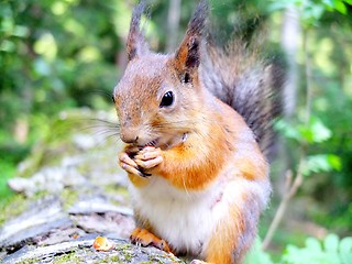 Image showing Squirrel eating a nut closeup