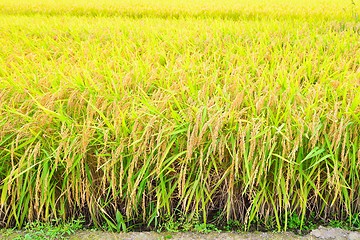 Image showing Rice field closeup, ready for the harvest