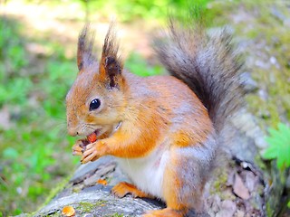 Image showing Cute squirrel eating a nut, autumn fur