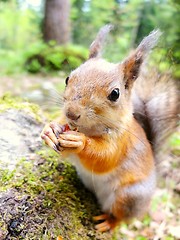 Image showing Closeup of squirrel eating a nut