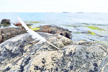 Image showing White feather on a coastal rock