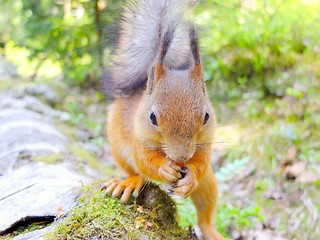 Image showing Curious squirrel eating a nut closeup