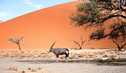 Image showing oryx in desert